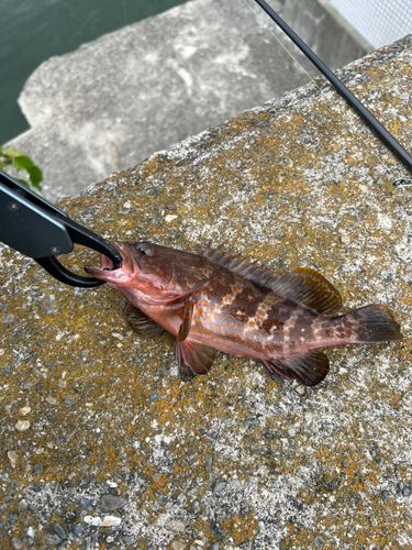 キジハタの釣果