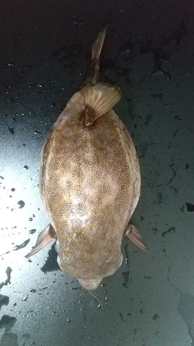 ハコフグの釣果