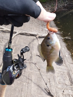 ブルーギルの釣果