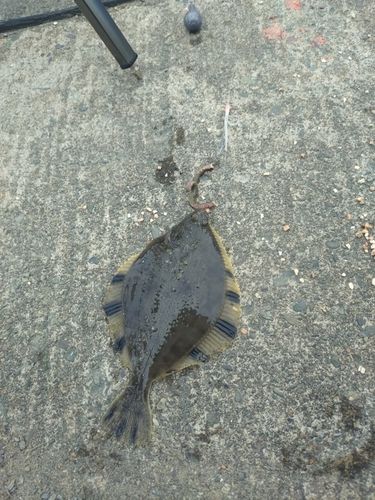 カレイの釣果