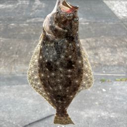 ヒラメ