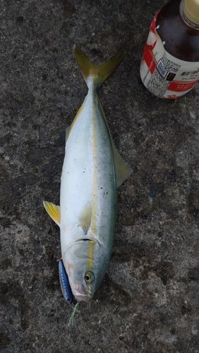 ワカシの釣果