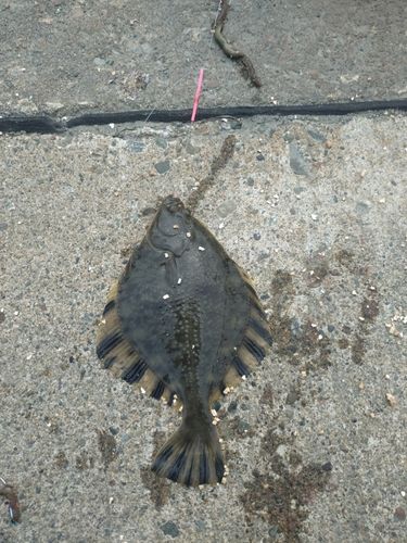 カレイの釣果