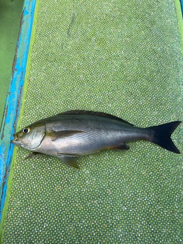 イサキの釣果