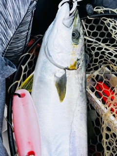 ヒラマサの釣果