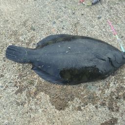 クロガシラガレイ