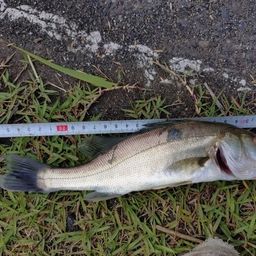 セイゴ（タイリクスズキ）