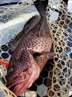 オオモンハタの釣果