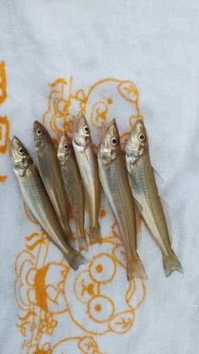 シロギスの釣果