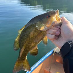 スモールマウスバス