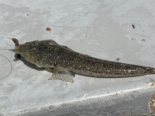 メゴチの釣果