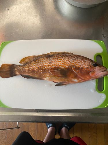 キジハタの釣果