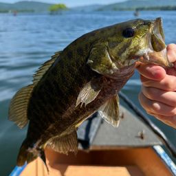 スモールマウスバス