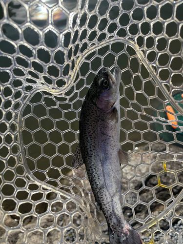 ニジマスの釣果