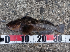 アイナメの釣果