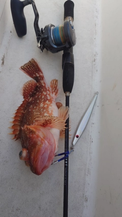 ガシラの釣果