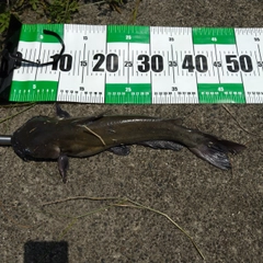 アメリカナマズの釣果