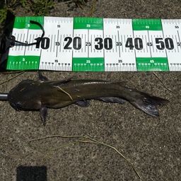 アメリカナマズ