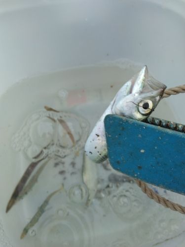 サバの釣果