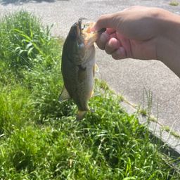 ブラックバス