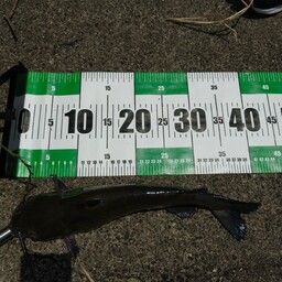 アメリカナマズ