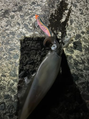 ヤリイカの釣果