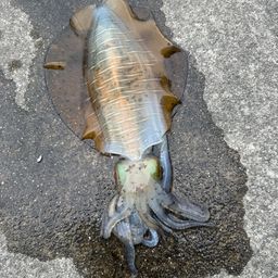 アオリイカ