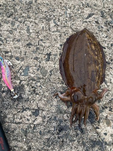 モンゴウイカの釣果