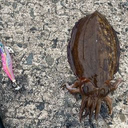 モンゴウイカ