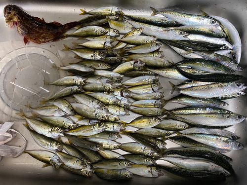アジの釣果