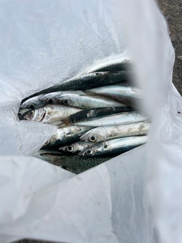 サバの釣果