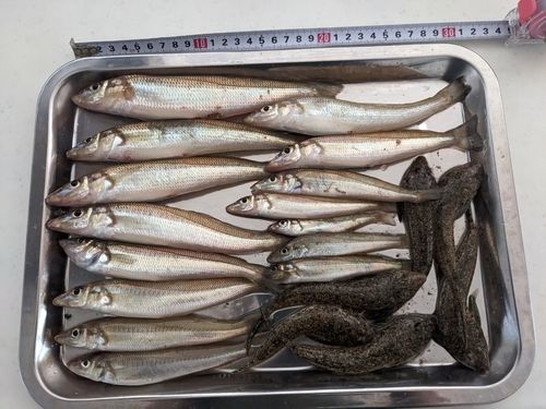 キスの釣果
