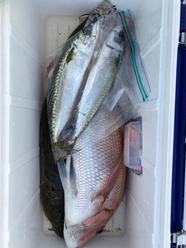 タイの釣果