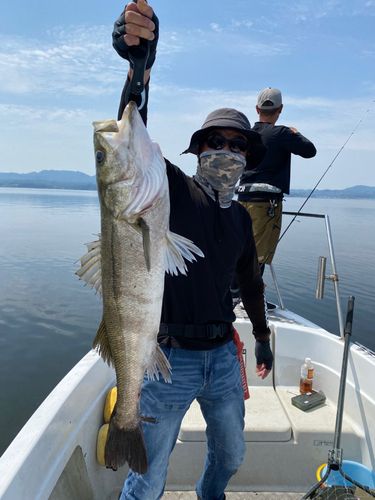 スズキの釣果