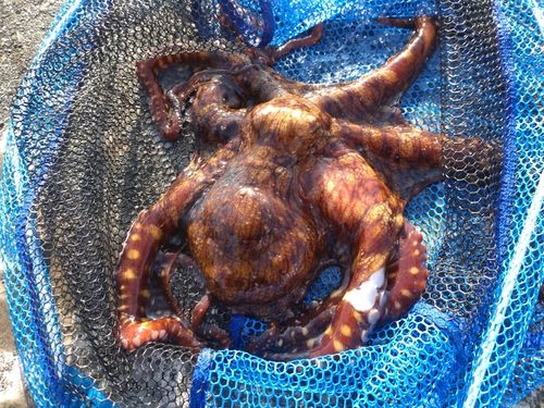 タコの釣果