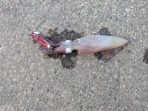 マメイカの釣果