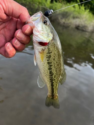 ラージマウスバスの釣果