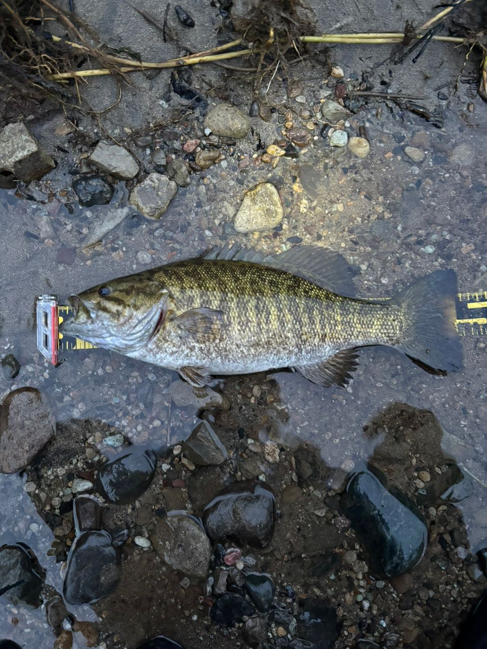 スモールマウスバス