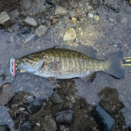 スモールマウスバス