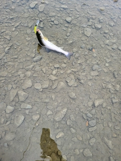 アメマスの釣果
