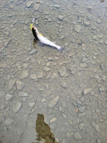 アメマスの釣果