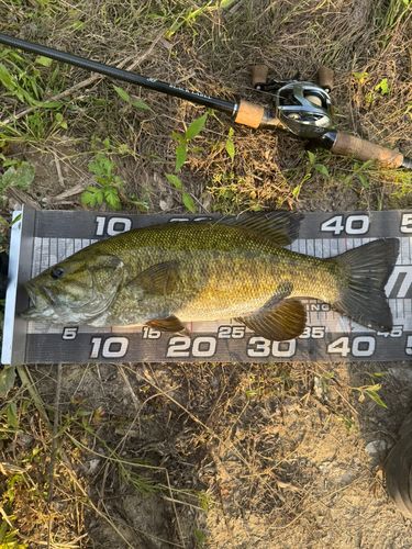 スモールマウスバスの釣果