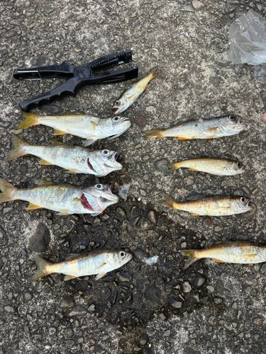 クロムツの釣果