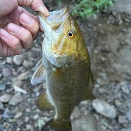 スモールマウスバス