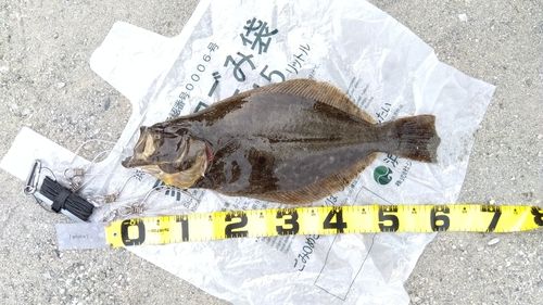 ヒラメの釣果