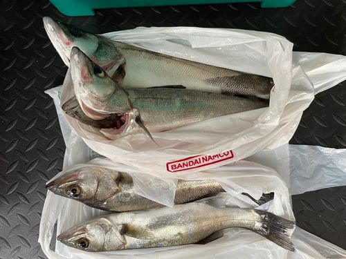 セイゴ（マルスズキ）の釣果