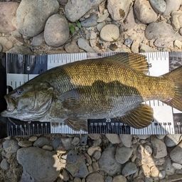 スモールマウスバス