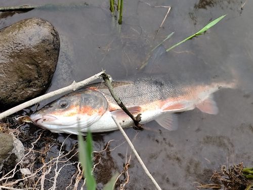 ウグイの釣果