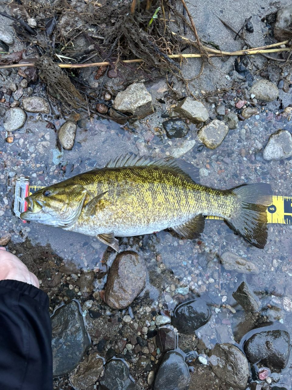 スモールマウスバス