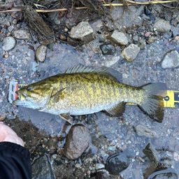 スモールマウスバス